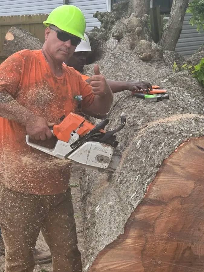 Our crew cutting a felled hardwood trunk into rounds